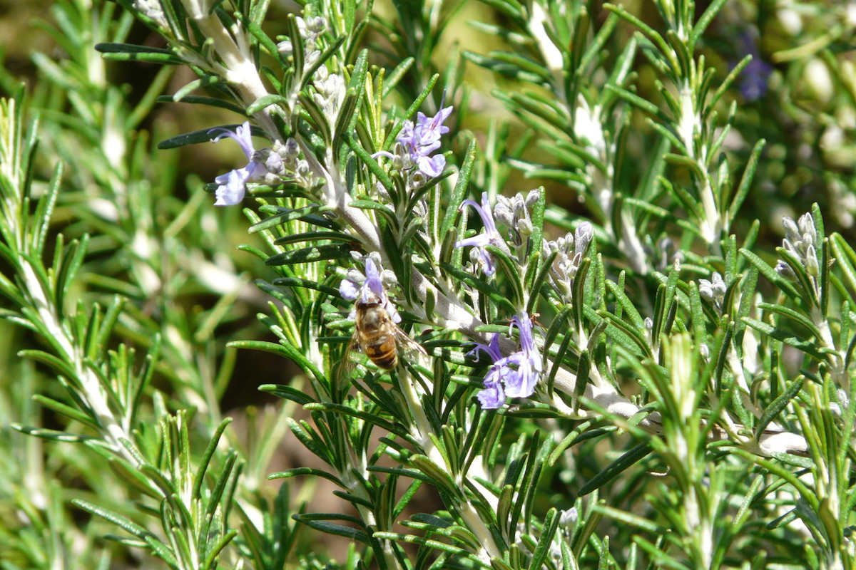 Rozmaryn lekarski Rosmarinus officinalis (zdj.: Adobe Stock)