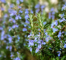 Rozmaryn lekarski Rosmarinus officinalis (zdj.: Adobe Stock)