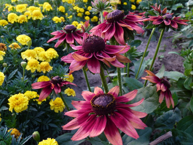 Rudbekia Cherry Brandy