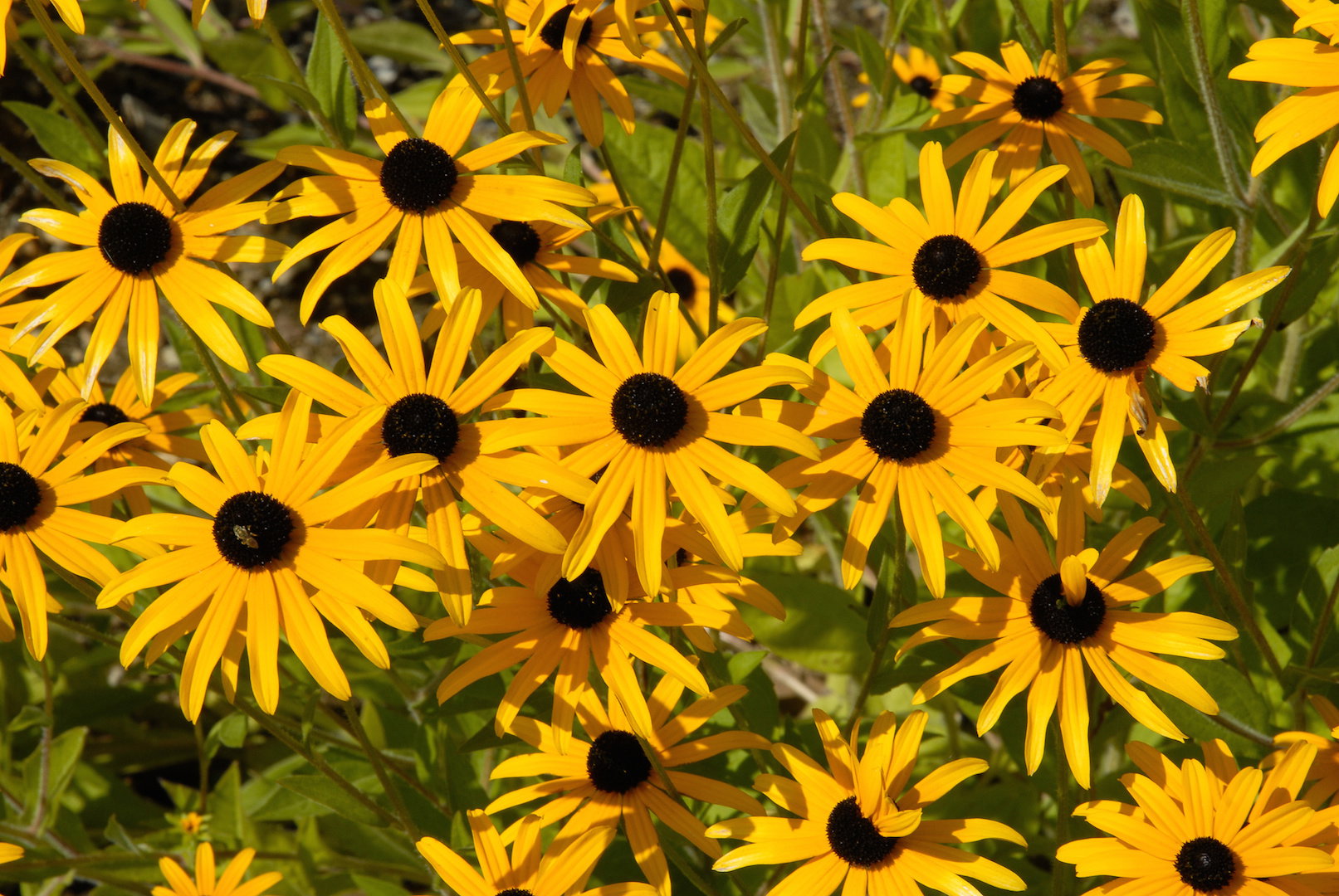 Rudbekia Rudbeckia (zdj.: Adobe Stock)