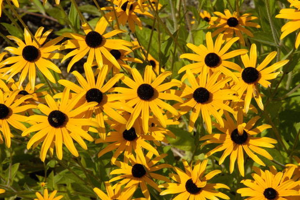 Rudbekia Rudbeckia (zdj.: Adobe Stock)