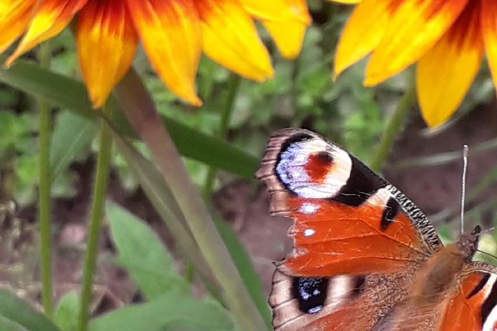 rudbekii czar..