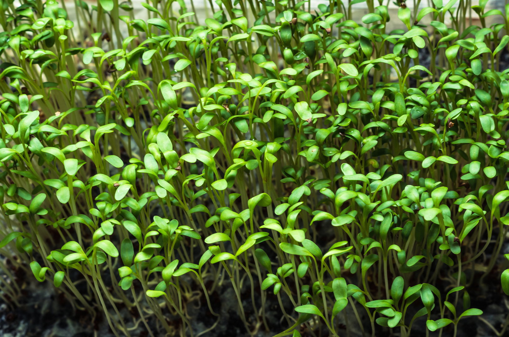 Rzeżucha Ogrodowa Lepidium sativum (zdj.: Adobe Stock)
