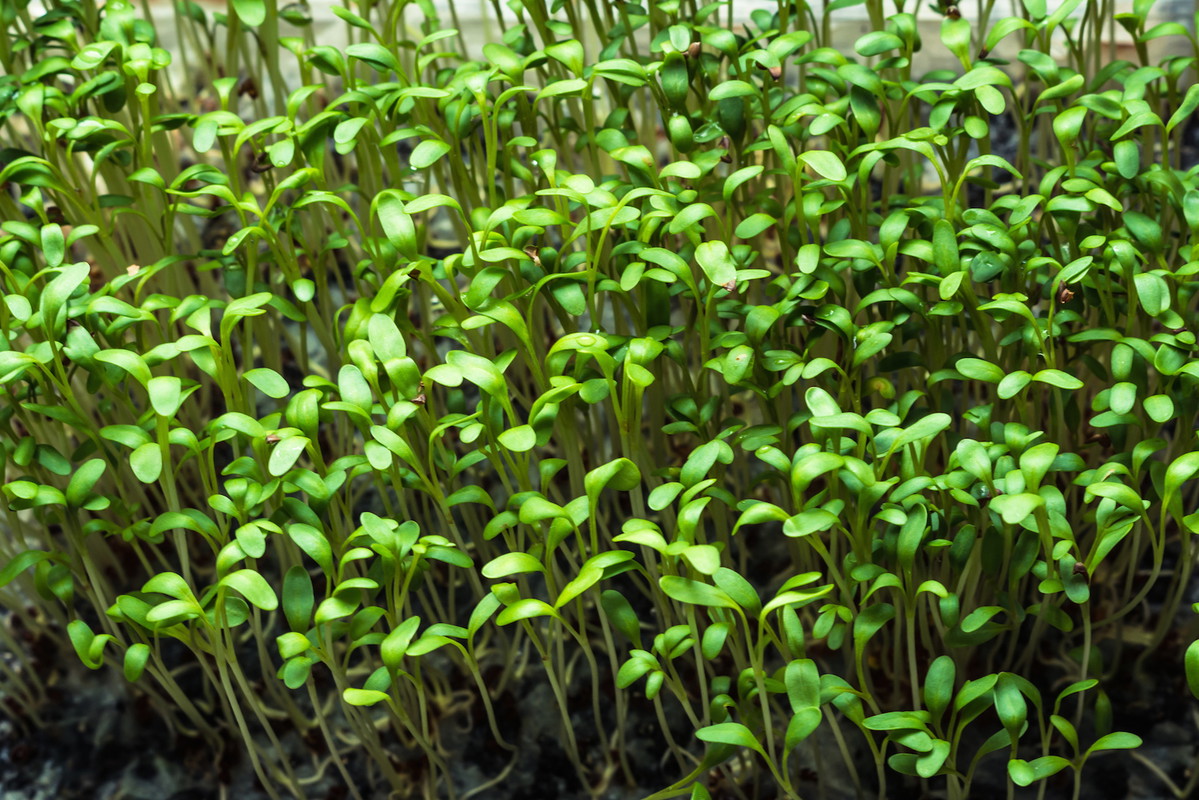 Rzeżucha Ogrodowa Lepidium sativum (zdj.: Adobe Stock)
