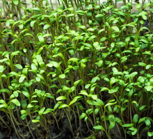 Rzeżucha Ogrodowa Lepidium sativum (zdj.: Adobe Stock)