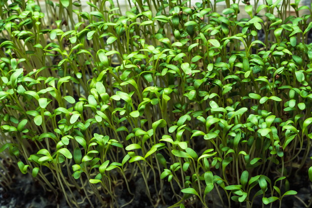 Rzeżucha Ogrodowa Lepidium sativum (zdj.: Adobe Stock)