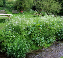 Sielski wygląd trybuli leśnej (anthriscus sylvestris) zdradza jej występowanie - tę roślinę w naturalnie spotkać możemy na łąkach i obrzeżach lasów. (zdj.: iStock)