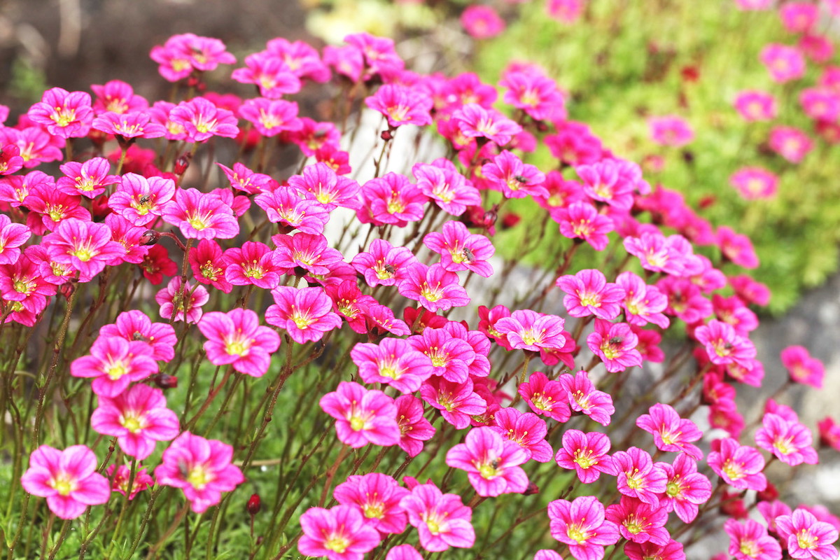 Skalnica Arendsa Saxifraga arendsii (zdj.: Adobe Stock)