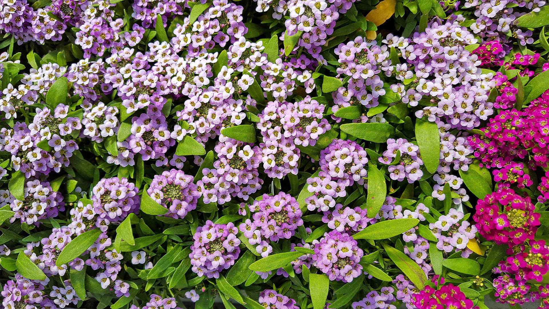 Smagliczka Alyssum (zdj.: Adobe Stock)