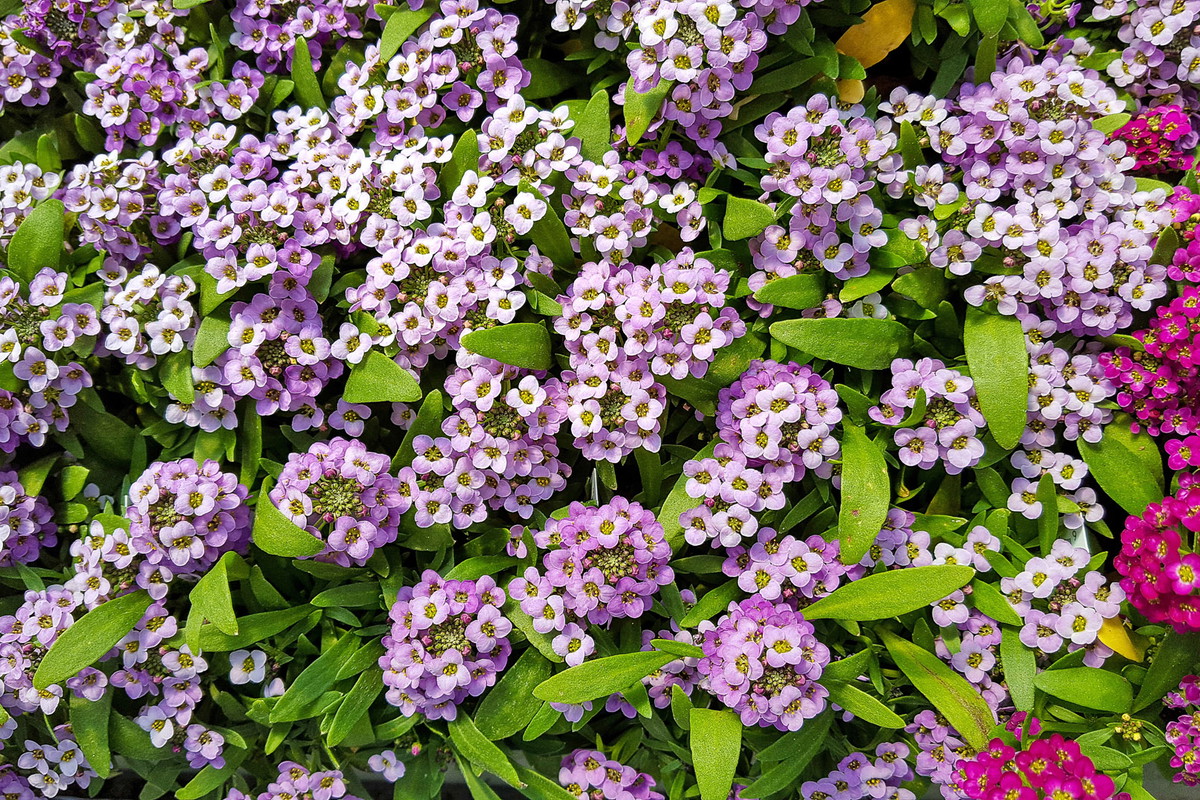 Smagliczka Alyssum (zdj.: Adobe Stock)