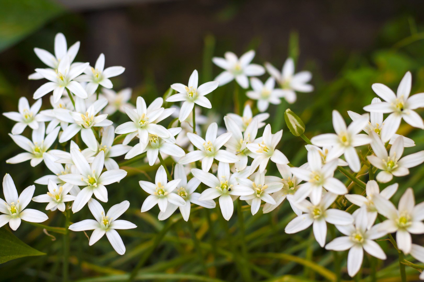 Śniedek Ornithogalum (zdj.: iStock)
