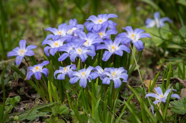 Śnieżnik lśniący Chionodoxa luciliae (zdj.: iStock)