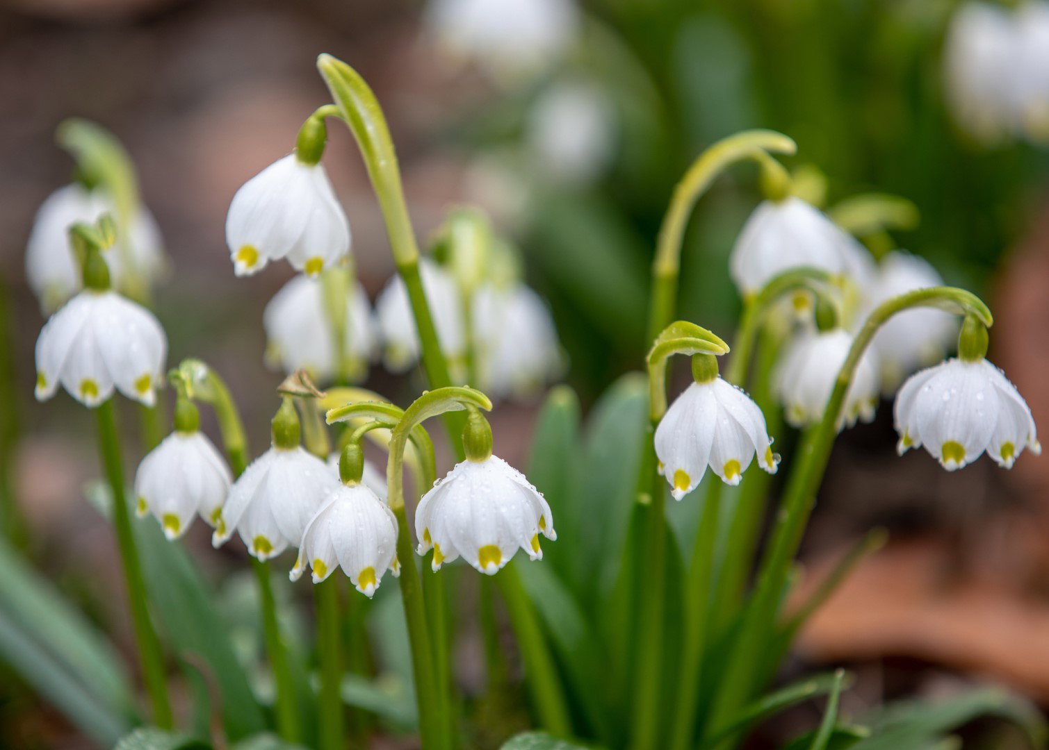 Śnieżyca wiosenna Leucojum vernum (zdj.: iStock)