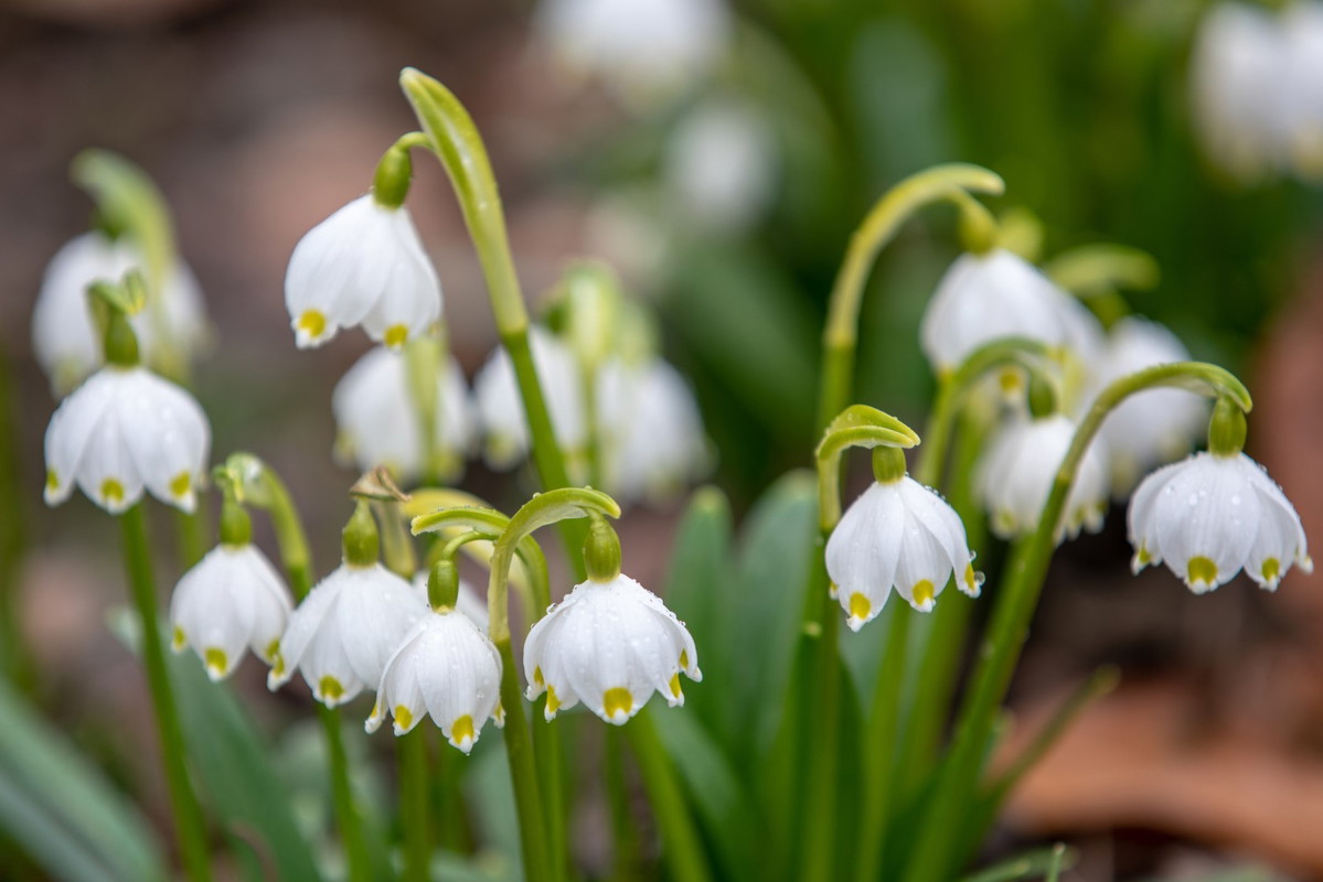 Śnieżyca wiosenna Leucojum vernum (zdj.: iStock)