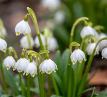 Śnieżyca wiosenna Leucojum vernum (zdj.: iStock)