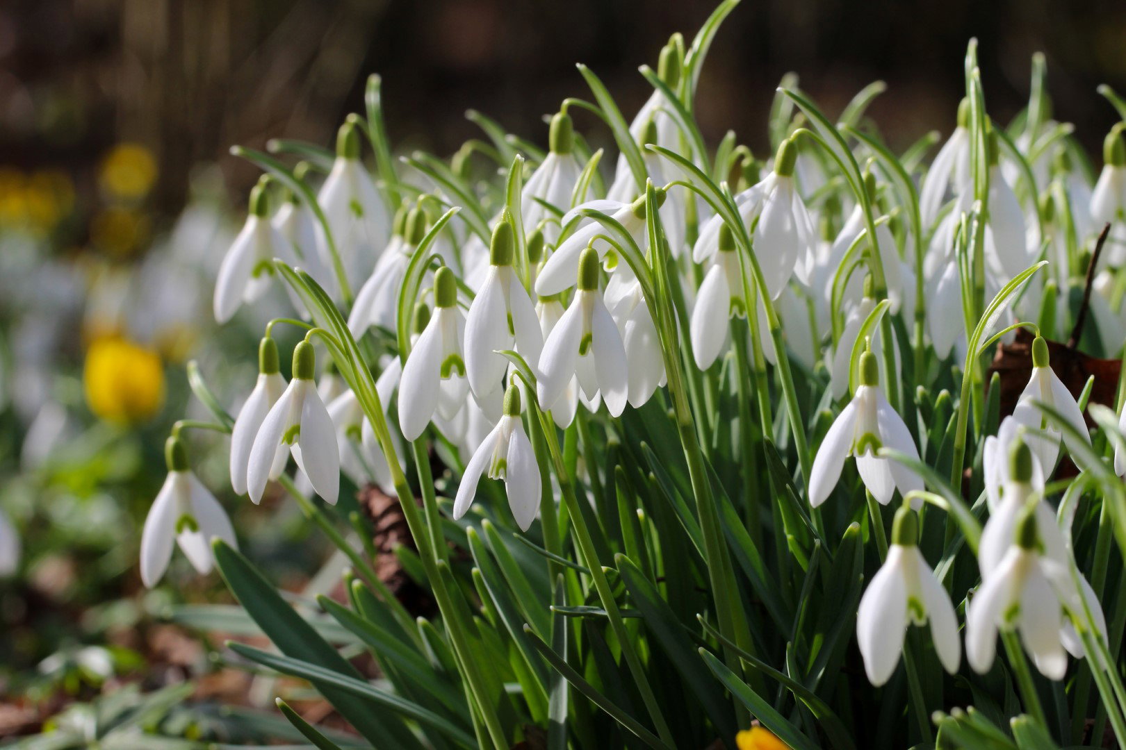 Śnieżyczka Galanthus (zdj.: iStock)
