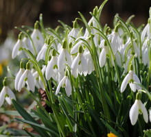 Śnieżyczka Galanthus (zdj.: iStock)