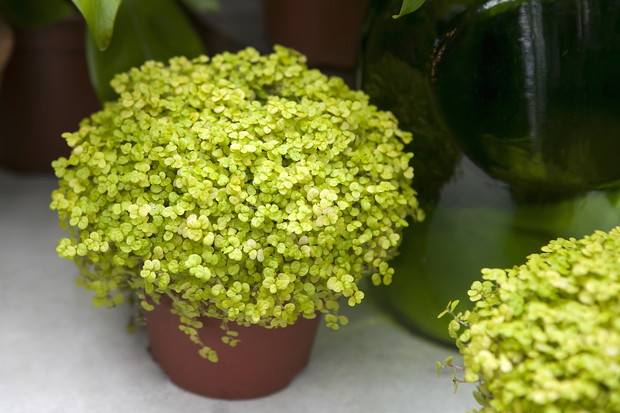 Solejrolia Soleirolia soleirolii (zdj.: Adobe Stock)