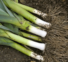 Spożycie pora, będącego składnikiem wielu smacznych sałatek, pozytywnie wpływa na układ odpornościowy i wspiera w walce z bólami reumatycznymi. (zdj.: Adobe Stock)