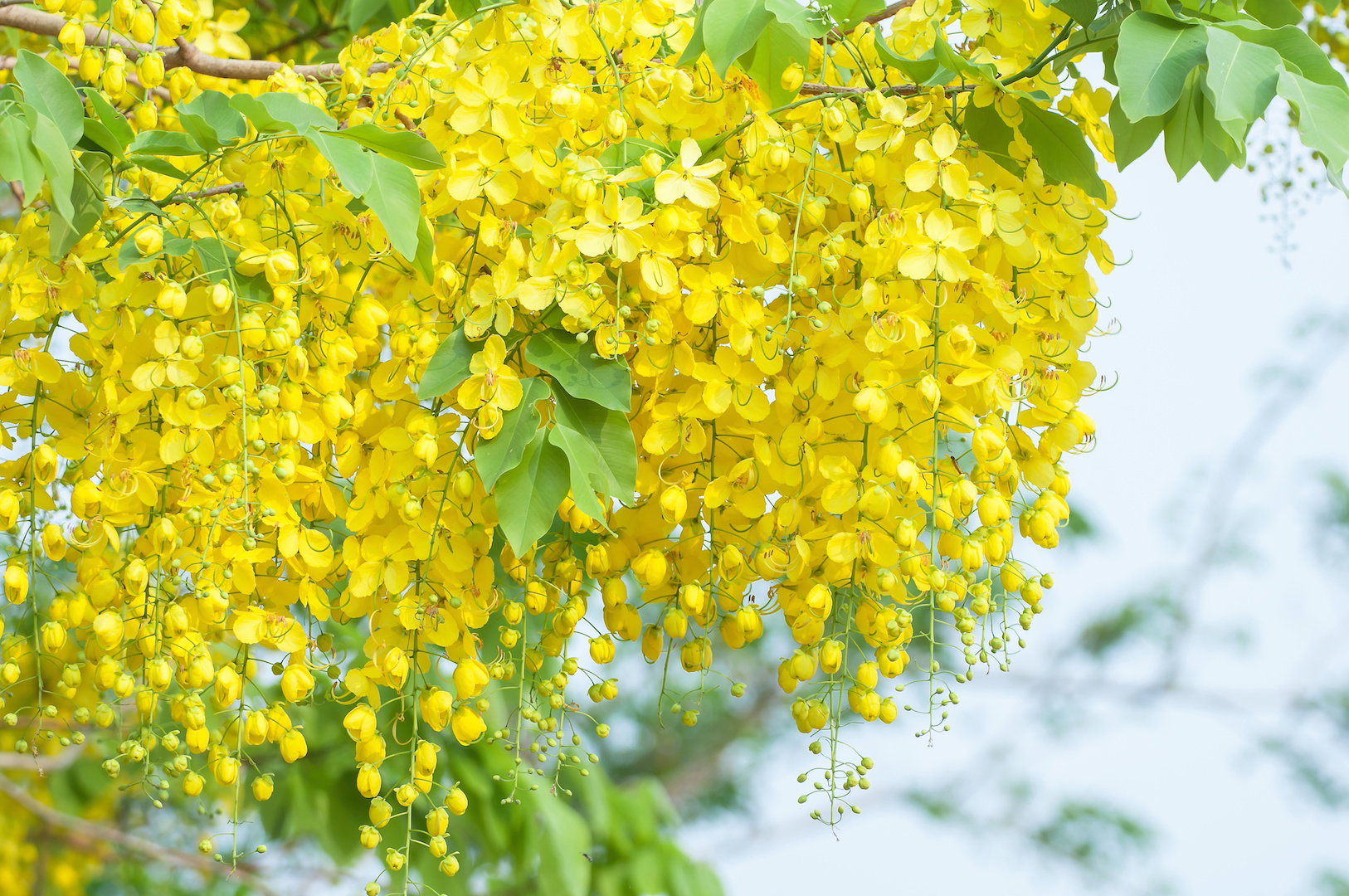 Strączyniec Cassia (zdj.: Adobe Stock)