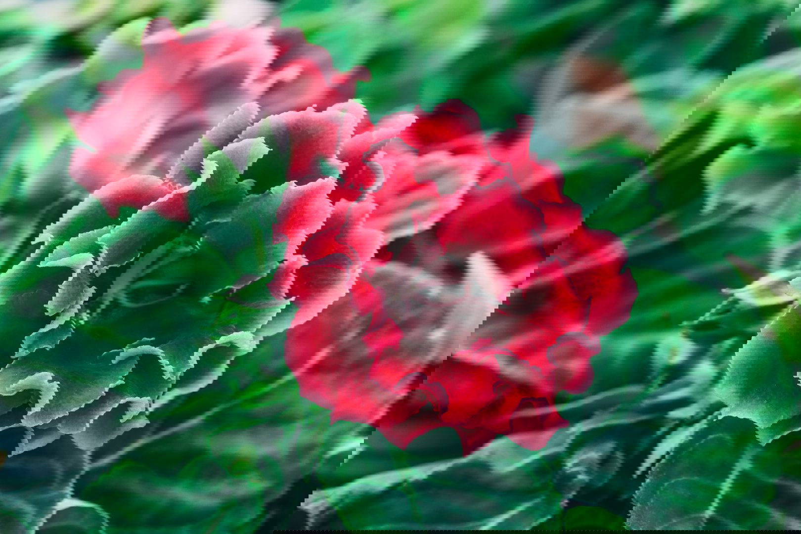 Syningia Sinningia  (zdj.: iStock)