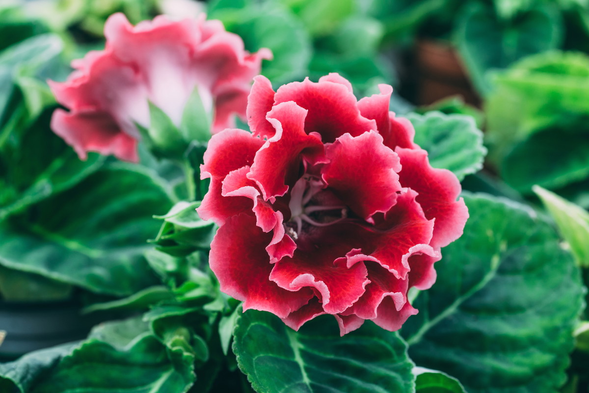 Syningia Sinningia (zdj.: iStock)