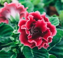 Syningia Sinningia (zdj.: iStock)