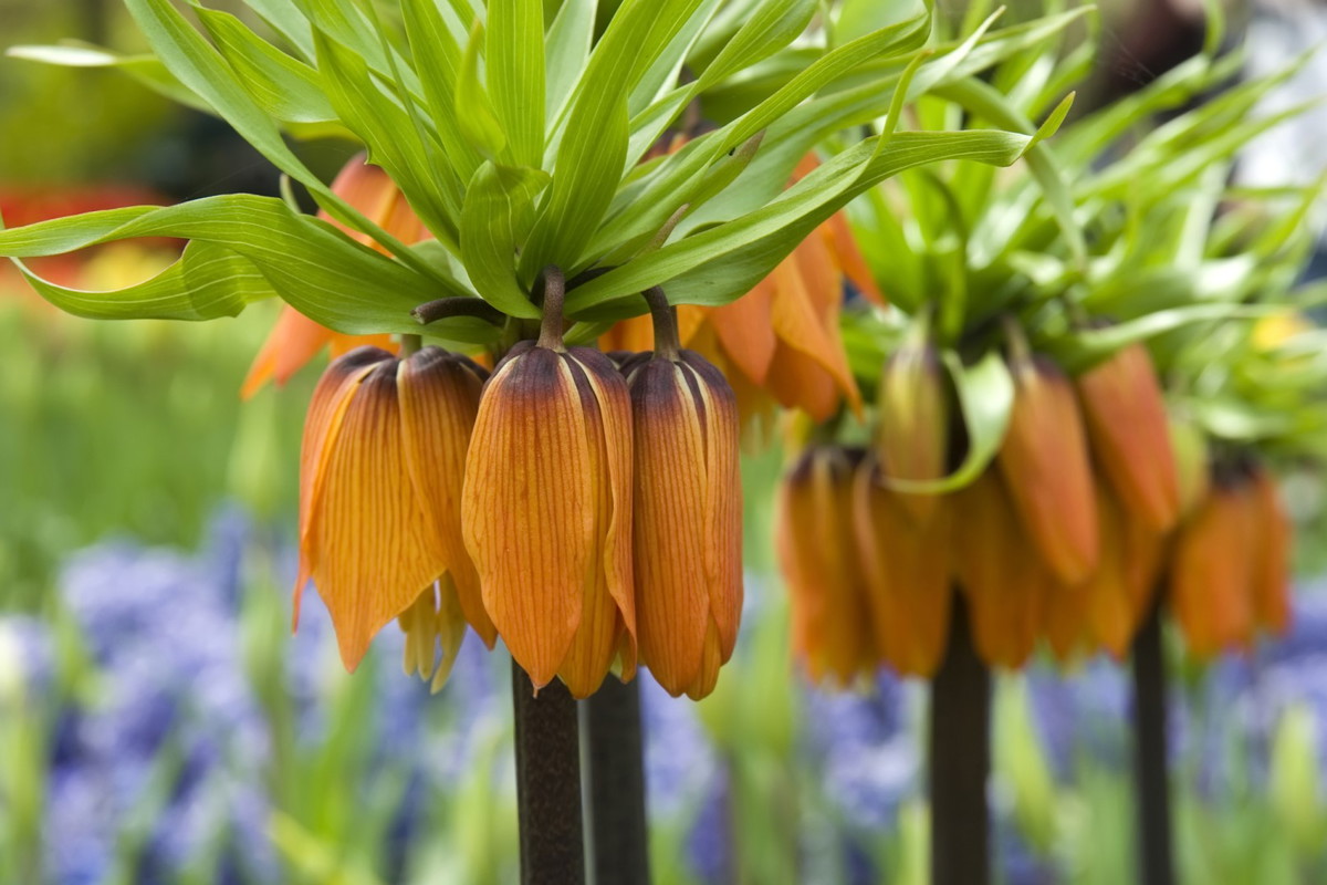 Szachownica cesarska fritillaria imperialis (zdj.: iStock)