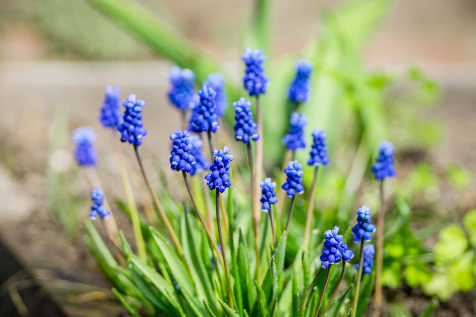 Szafirek armeński Muscari armeniacum (zdj.: iStock)