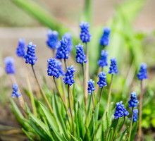 Szafirek armeński Muscari armeniacum (zdj.: iStock)