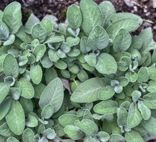 Szałwia lekarska Salvia officinalis (zdj.: Adobe Stock)