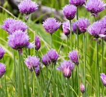 Szczypiorek Allium schoenoprasum (zdj.: Adobe Stock)