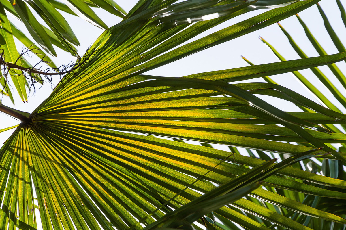 Szorstkowiec Fortunego Trachycarpus fortunei (zdj.: Adobe Stock)