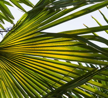 Szorstkowiec Fortunego Trachycarpus fortunei (zdj.: Adobe Stock)