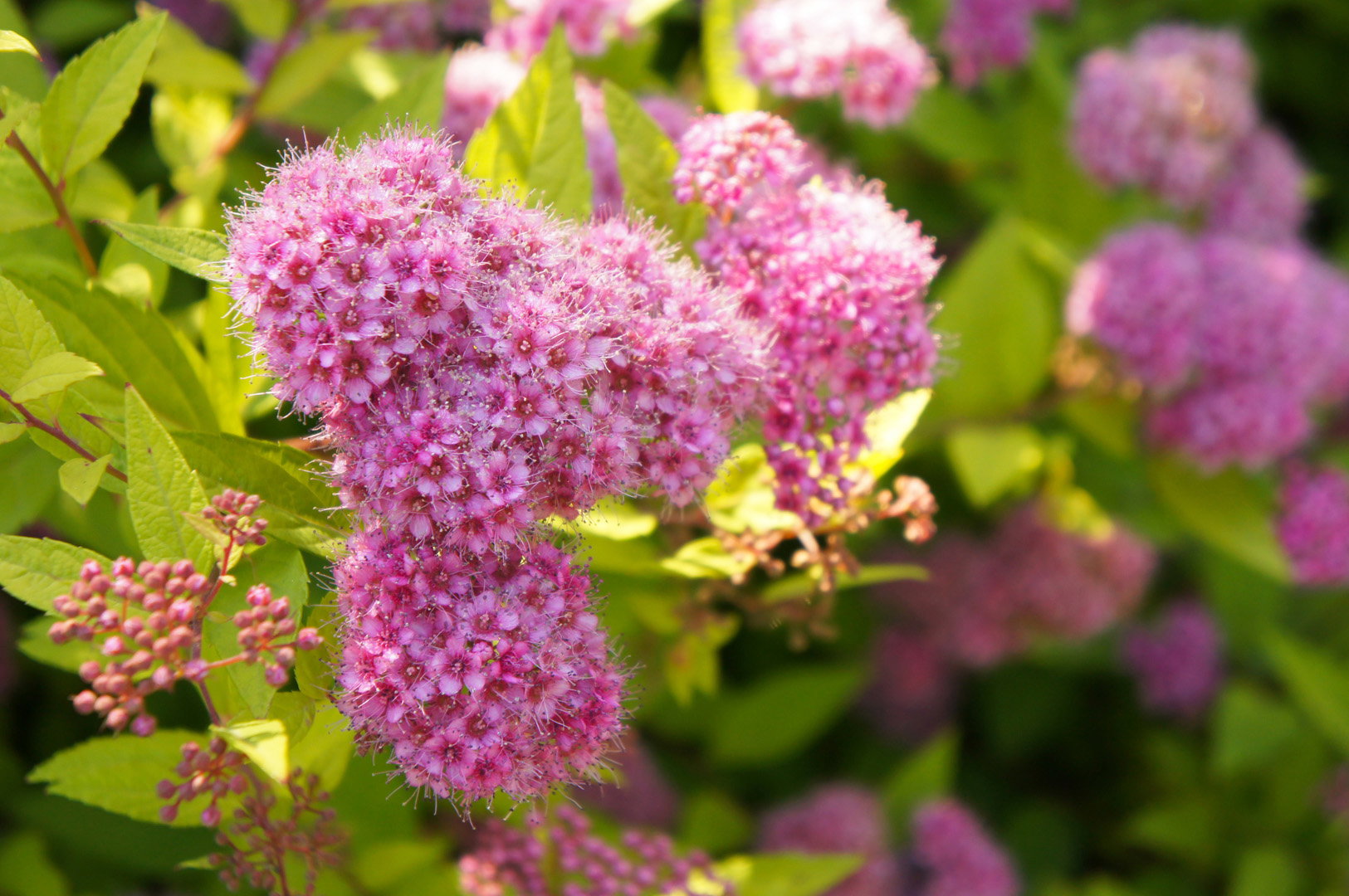 Tawuła Spiraea (zdj.: Adobe Stock)
