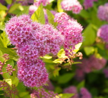 Tawuła Spiraea (zdj.: Adobe Stock)