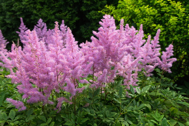 Tawułka Astilbe (zdj.: Adobe Stock)