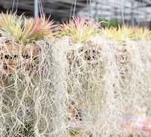 Tilandsja brodaczkowata tillandsia usneoides to roślina doprawdy niezwykła. Brak korzeni sprawia, że odmiana ta pobiera wodę i pożywienie z powietrza. (zdj.: Adobe Stock)