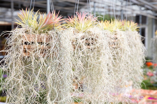 Tilandsja brodaczkowata tillandsia usneoides to roślina doprawdy niezwykła. Brak korzeni sprawia, że odmiana ta pobiera wodę i pożywienie z powietrza. (zdj.: Adobe Stock)