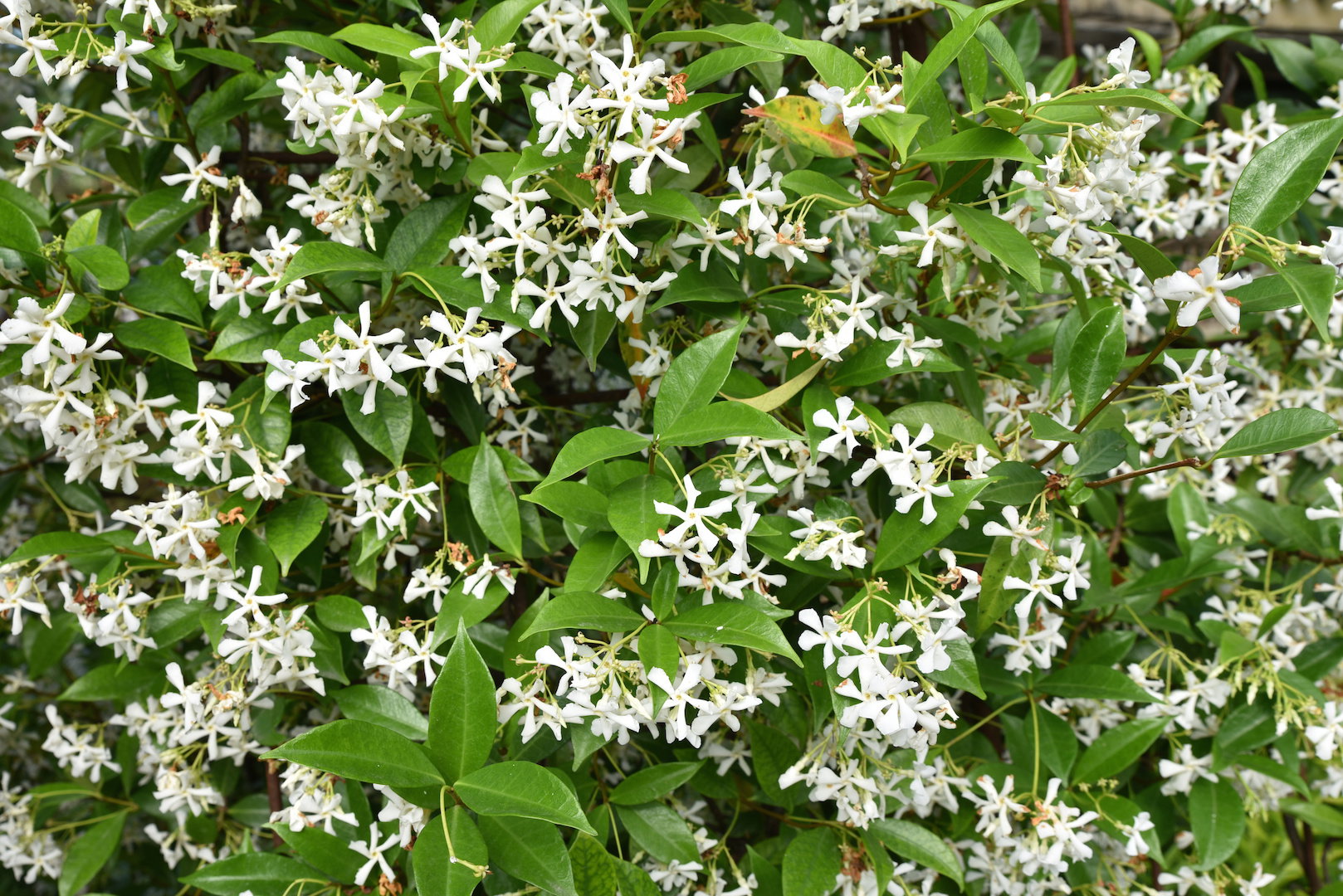 Trachelospermum Trachelospermum (zdj.: Adobe Stock)