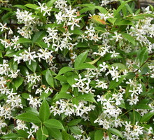 Trachelospermum Trachelospermum (zdj.: Adobe Stock)