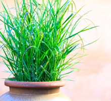 Trawy ozdobne nadają się zarówno do uprawy soliterowej - służąc za intrygującą dekorację, jak i uprawy rabatowej - dodając dynamizmu każdemu nasadzeniu. (zdj.: iStock)