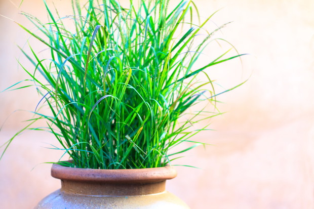 Trawy ozdobne nadają się zarówno do uprawy soliterowej - służąc za intrygującą dekorację, jak i uprawy rabatowej - dodając dynamizmu każdemu nasadzeniu. (zdj.: iStock)