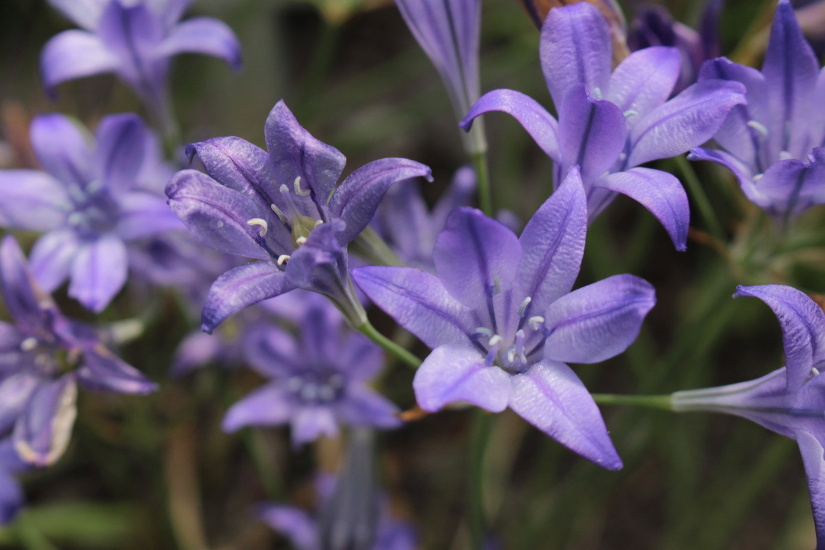 Triteleia Triteleia laxa (zdj.: Adobe Stock)