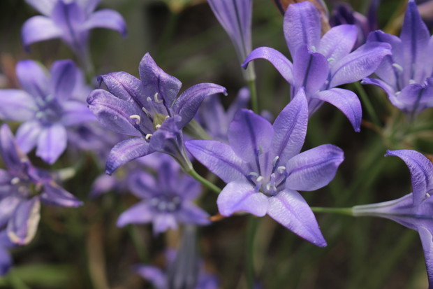 Triteleia Triteleia laxa (zdj.: Adobe Stock)