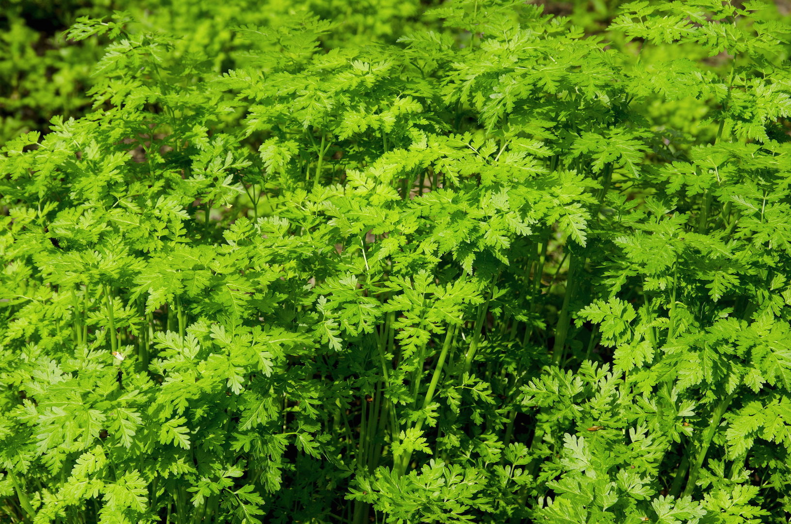 Trybula ogrodowa Anthriscus cerefolium (zdj.: Adobe Stock)