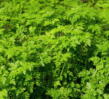 Trybula ogrodowa Anthriscus cerefolium (zdj.: Adobe Stock)