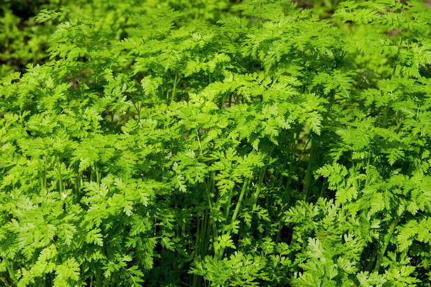 Trybula ogrodowa Anthriscus cerefolium (zdj.: Adobe Stock)