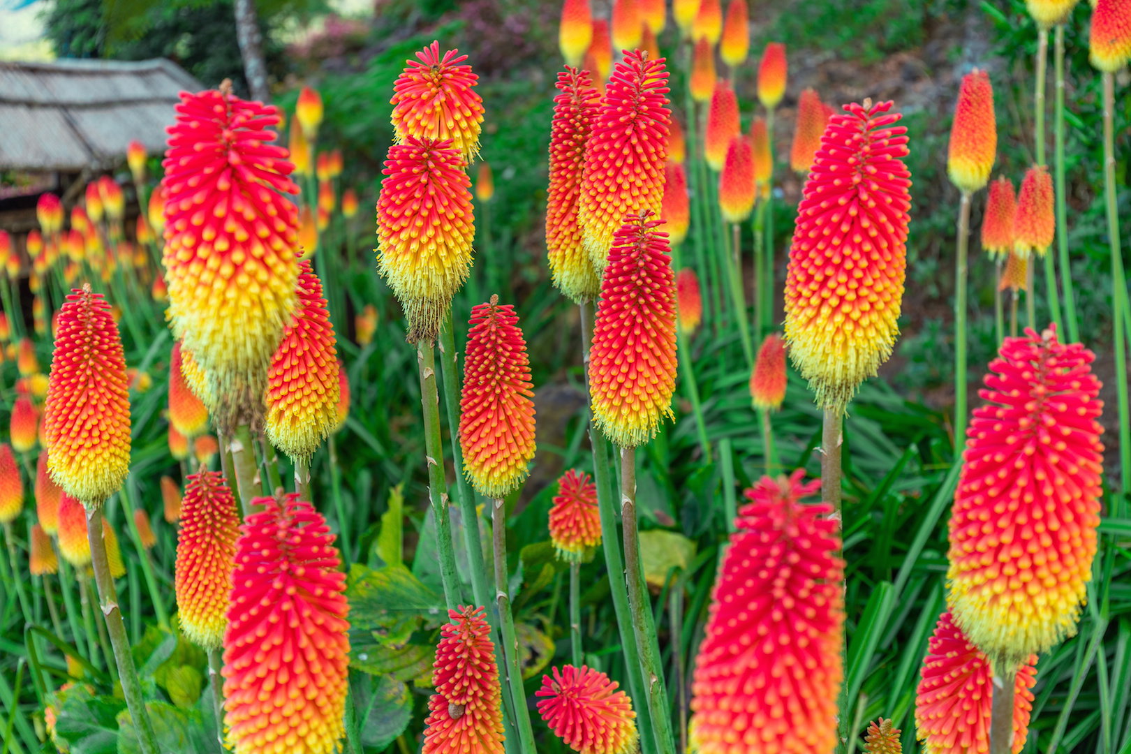 Trytoma Kniphofia (zdj.: Adobe Stock)