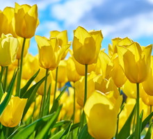 Tulipan Tulipa (zdj.: iStock)